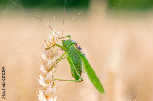 large green grass hopper cricket in the corn field