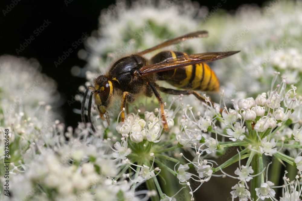 close up wasp bee or hornet with details on a natural flower plant in the garden close up wasp bee or hornet with details on a natural flower plant in the garden