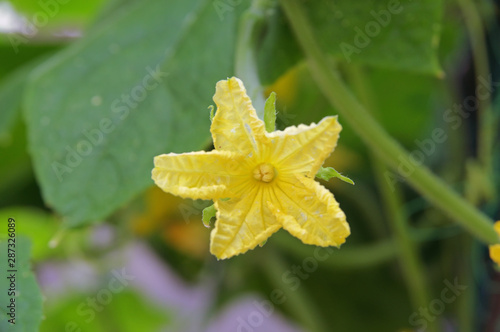 cucumber yellow flower