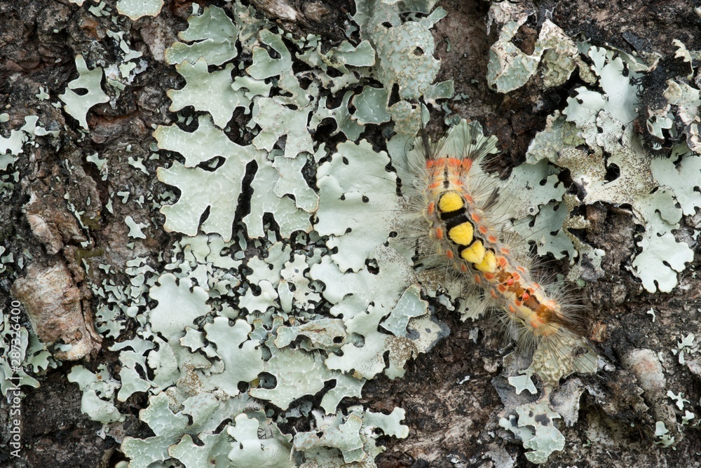 Caterpillar of Orgyia antiqua, the rusty tussock moth Caterpillar of Orgyia antiqua, the rusty tussock moth