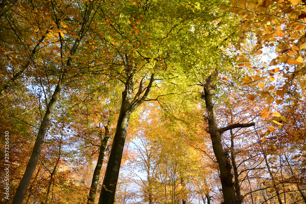 Trees offer a mix of red, yellow, orange, brown and green colored foliage. Trees offer a mix of red, yellow, orange, brown and green colored foliage.