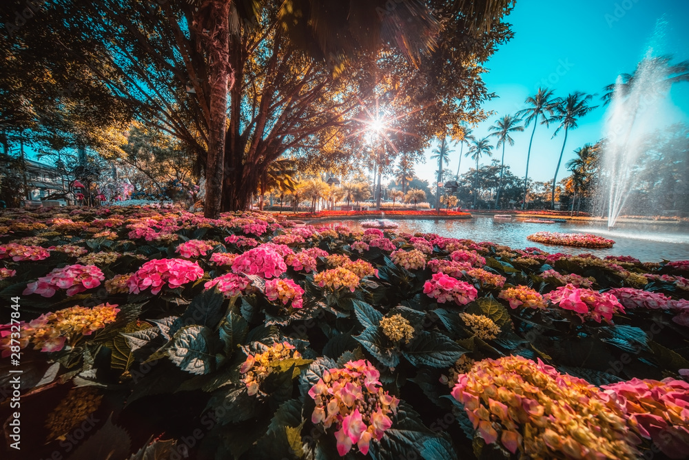 Flower field in chiang mai thailand