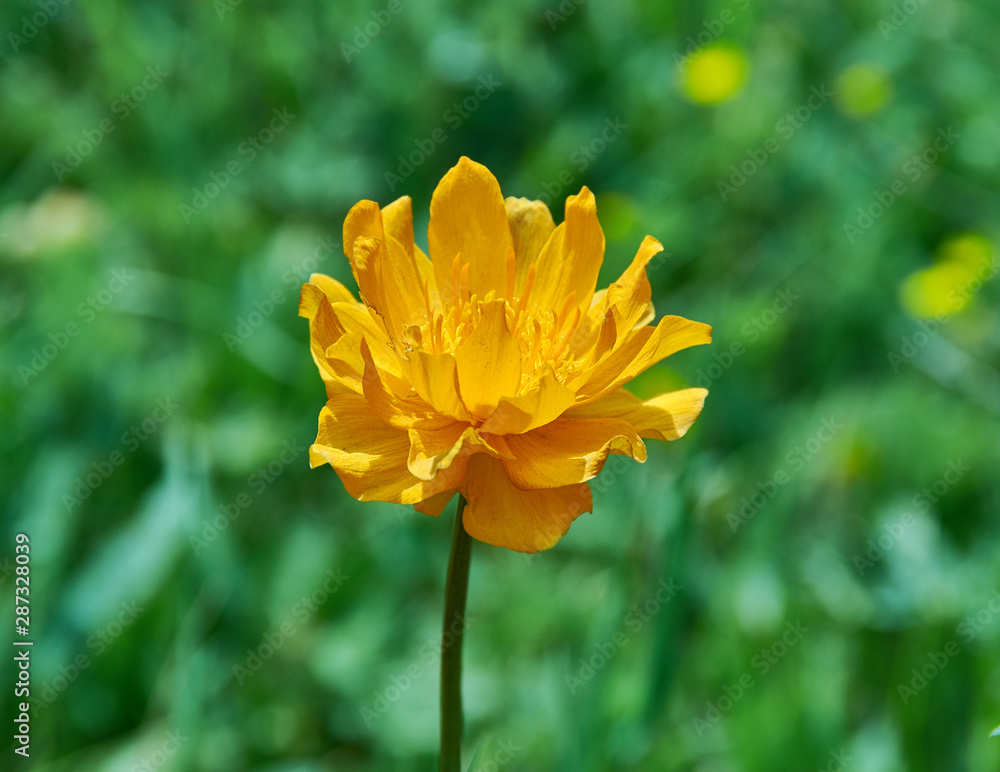 Trollius altaicus Trollius altaicus