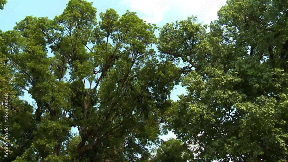 A daylight shot with a panning view of various treetops with its leaves and branches swaying gracefully in the wind against the backdrop of a blue and cloudy sky.. A daylight shot with a panning view of various treetops with its leaves and branches swaying gracefully in the wind against the backdrop of a blue and cloudy sky..