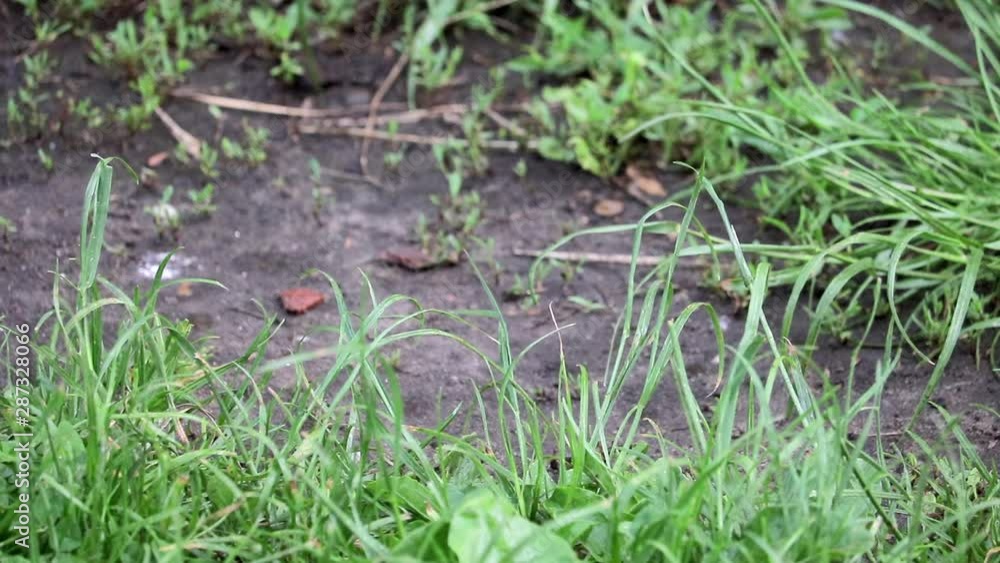 Raindrops Fall On Small Patch Of Dirt And Grass, Then Quickly Absorb Raindrops Fall On Small Patch Of Dirt And Grass, Then Quickly Absorb