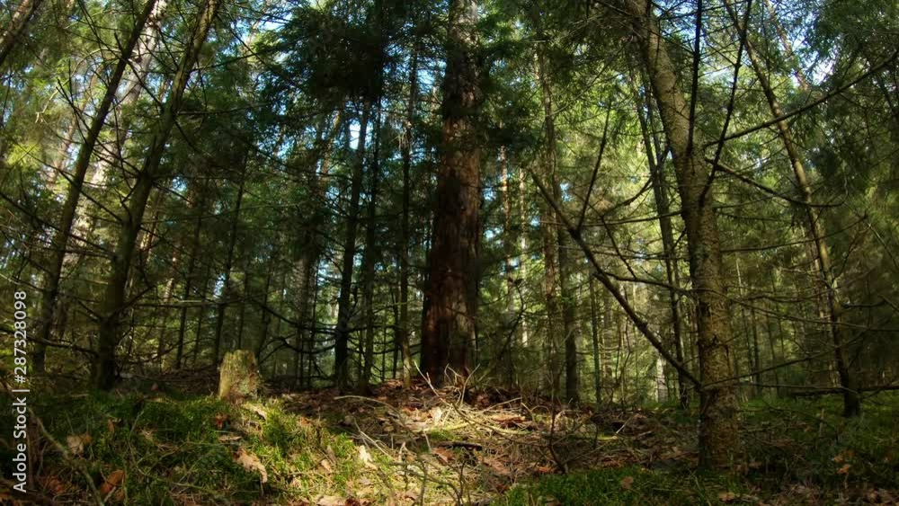Coniferous Forest On A Sunny Summer Day. Coniferous Forest On A Sunny Summer Day.