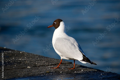 Vögel in der Natur