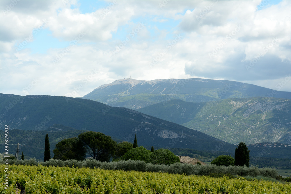 Fototapeta premium Close up of the Mont Ventoux, Ventoux mountain. In the foreground mountains, fields, vines, vinyard, cypres, umbrella pines, a house. A cloudy sky. Spring in France, Provence.