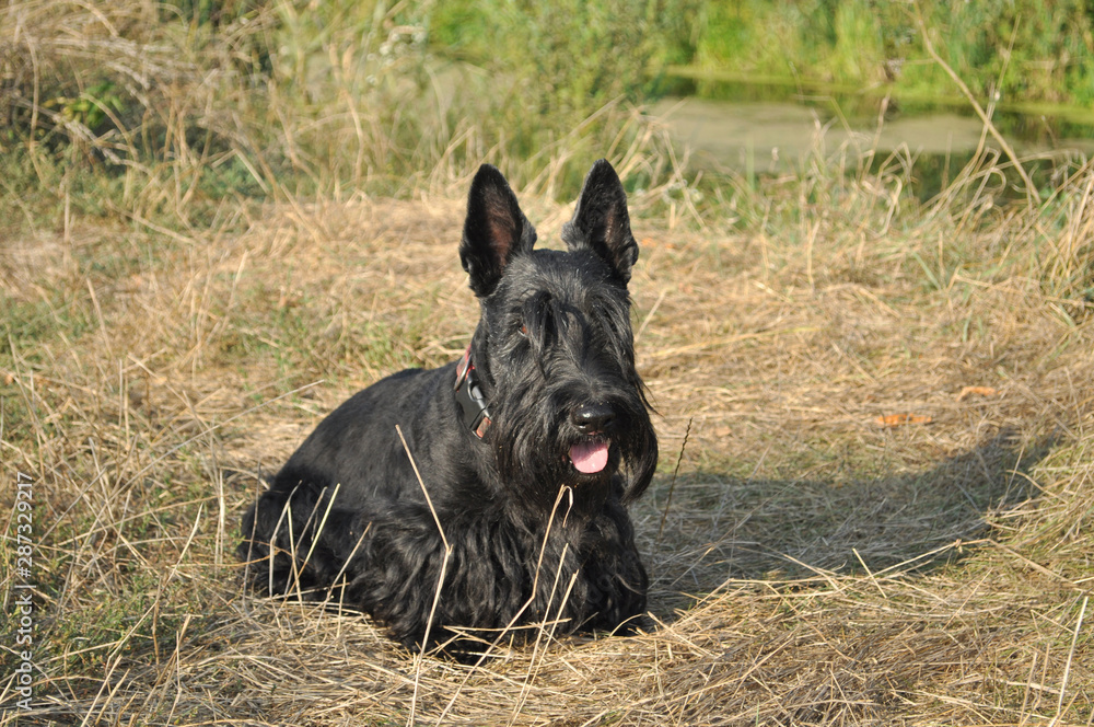 Scottish Terrier posing by the river Scottish Terrier posing by the river