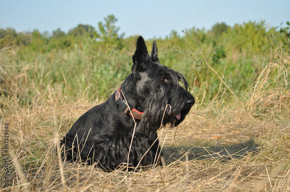 Scottish Terrier posing by the river Scottish Terrier posing by the river