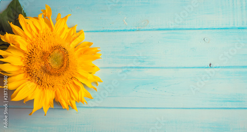 sunflower on a blue wooden background