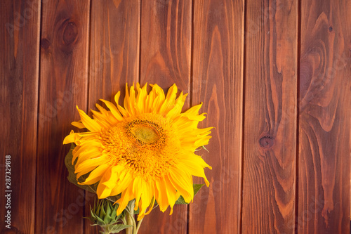 Yellow sunflower lies on a brown wooden background. Autumn picture with harvest