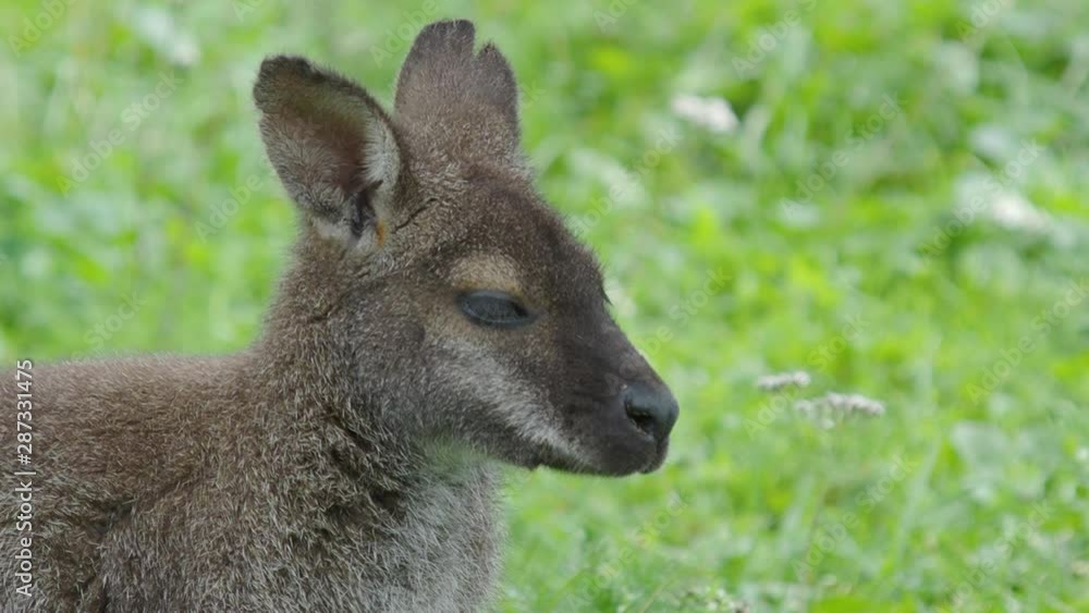 Bennett's tree-kangaroo eats grass. Dendrolagus bennettianus grazing in the meadow. Bennett's tree-kangaroo eats grass. Dendrolagus bennettianus grazing in the meadow.