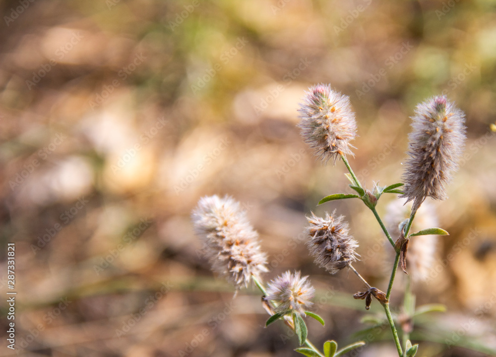 Tender and fluffy plants in nature Tender and fluffy plants in nature