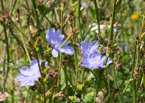 Chicory macro. Common Chicory or Cichorium intybus flowers blossom with pollen. Natural floral background