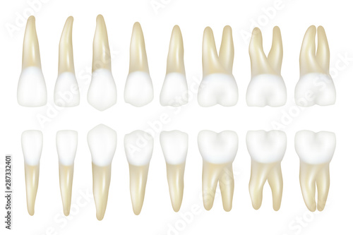 Type tooth. Stomatology medical dentist realistic white tooth vector illustrations. Dental medical tooth model, health medicine photo