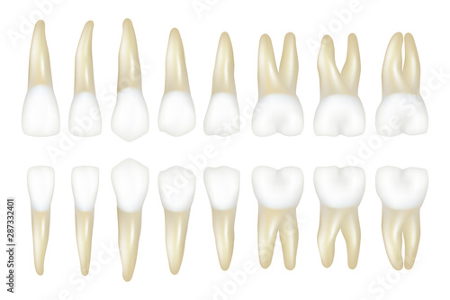 Type tooth. Stomatology medical dentist realistic white tooth vector illustrations. Dental medical tooth model, health medicine