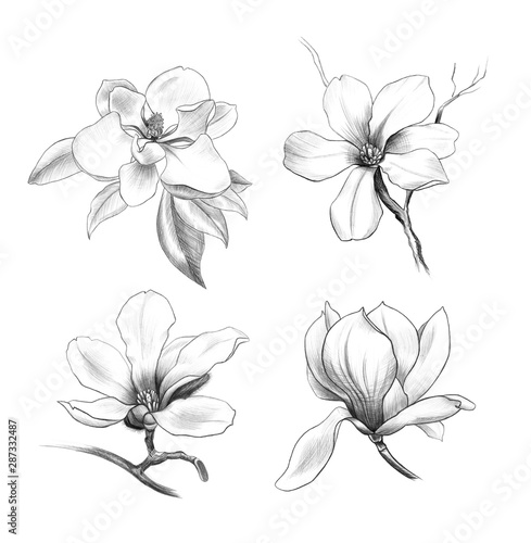 flower set of magnolia, penci hand art, graphic floral design element for postcard, polygraphy, wedding invitation © katedeepomania