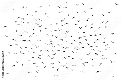 silhouette of a flock of flying birds © estherpoon