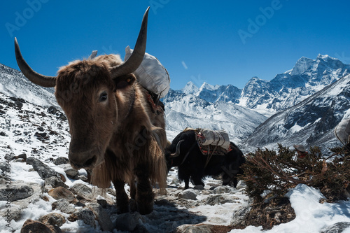 Yak in Nepal mountain