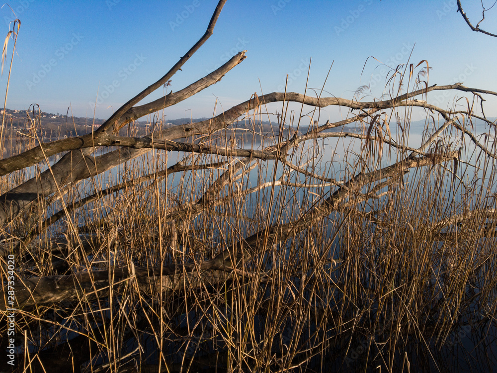 Panoramic view of the lake shore with felled tree trunks. Panoramic view of the lake shore with felled tree trunks.