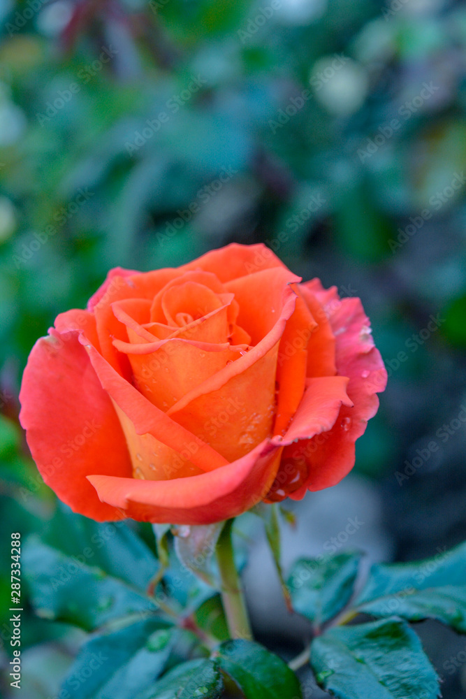 Orange rose flower. Close-up photo of garden flower with shallow DOF Orange rose flower. Close-up photo of garden flower with shallow DOF