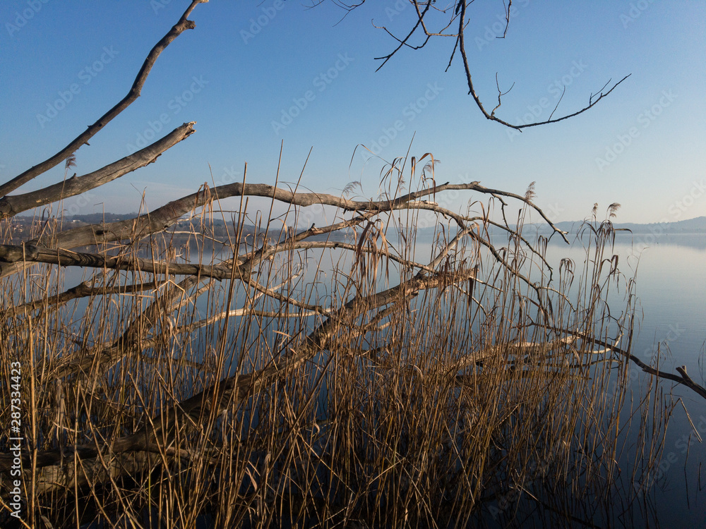 Panoramic view of the lake shore with felled tree trunks. Panoramic view of the lake shore with felled tree trunks.