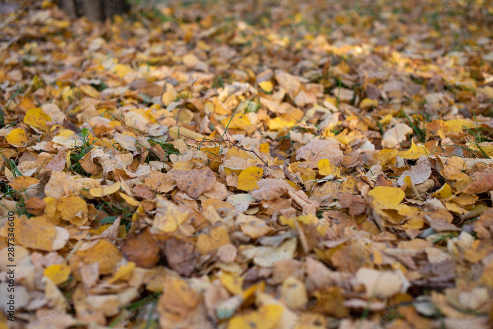 Autumn leaves background. A lot of leaves lie on ground.