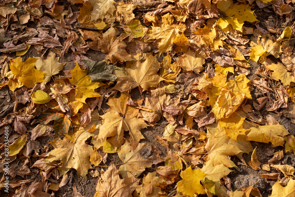 Autumn leaves background. A lot of leaves lie on ground. Autumn leaves background. A lot of leaves lie on ground.