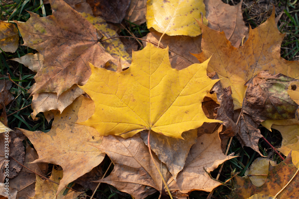 Maple leaves. Yellow - orange close-up leaf in autumn. Maple leaves. Yellow - orange close-up leaf in autumn.