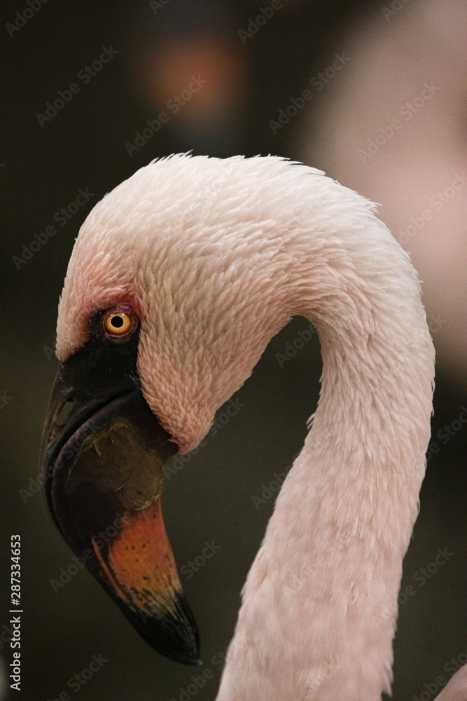 Fototapeta premium Ritratto di fenicottero rosa -dettaglio dell'occhio becco e piumaggio