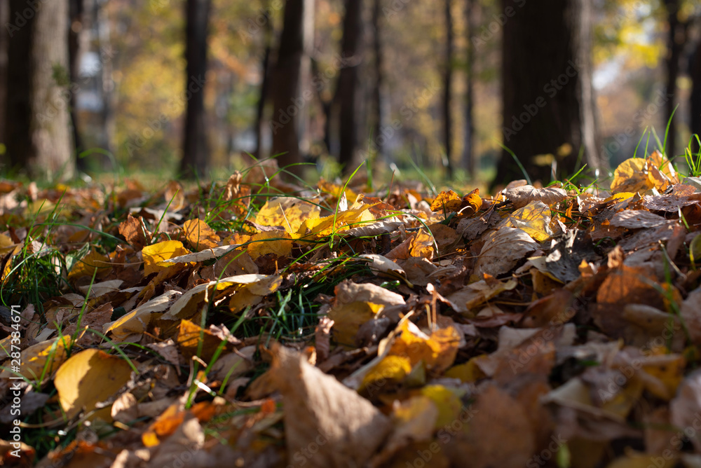 Autumn leaves in park. Selectable focus on the leaves. Green grass and yellow leaves. Autumn leaves in park. Selectable focus on the leaves. Green grass and yellow leaves.