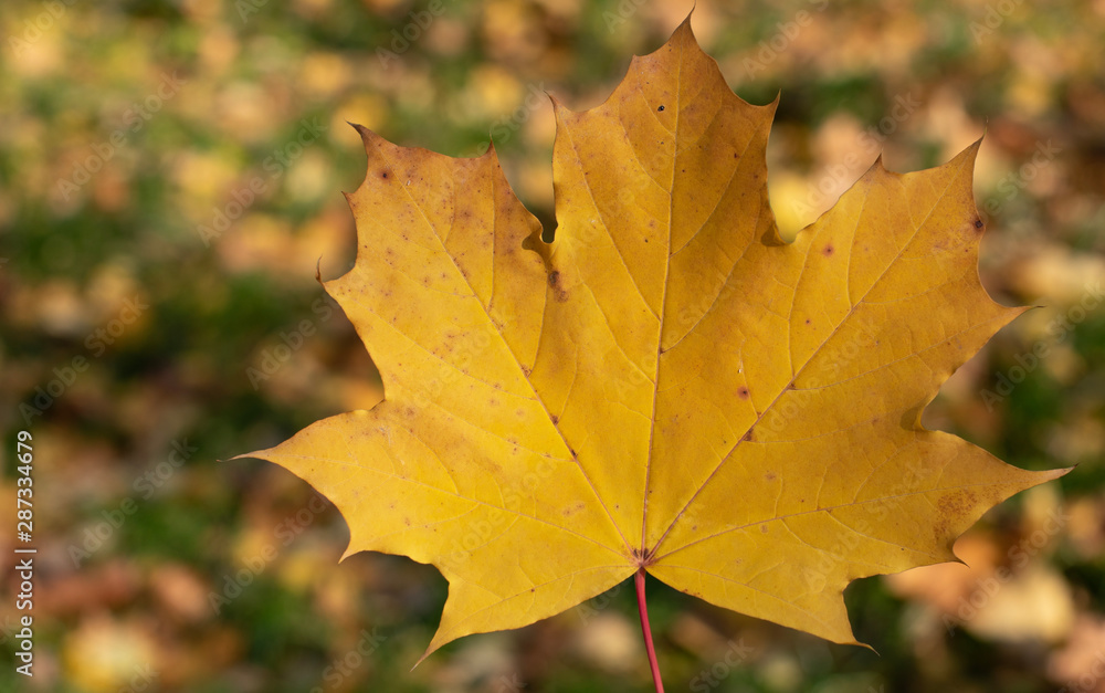 Fototapeta premium Maple leaf. Yellow - orange close-up leaf in autumn.