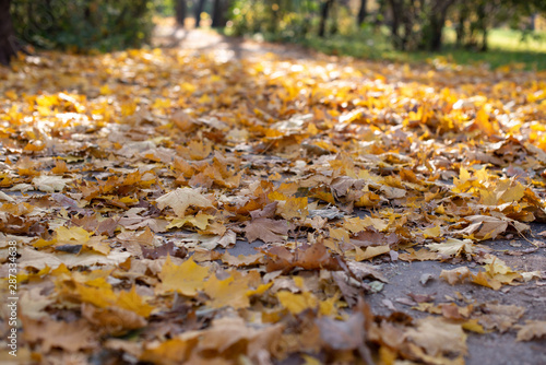 Autumn leaves in park. Selectable focus on the leaves.