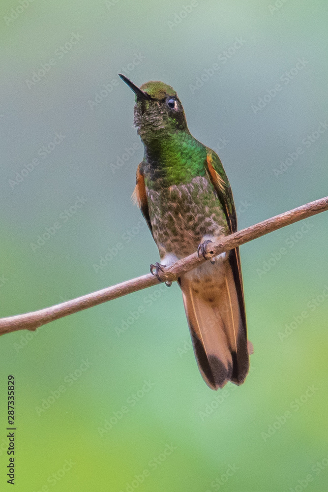Obraz premium Talamanca hummingbird or admirable hummingbird (Eugenes spectabilis) is a large hummingbird. The admirable hummingbird's range is Costa Rica to Panama