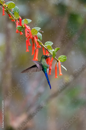 Talamanca hummingbird or admirable hummingbird  Eugenes spectabilis  is a large hummingbird. The admirable hummingbird s range is Costa Rica to Panama