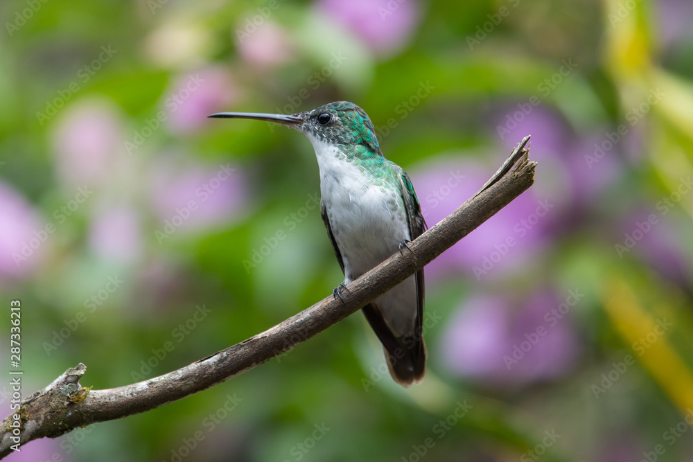 Obraz premium Talamanca hummingbird or admirable hummingbird (Eugenes spectabilis) is a large hummingbird. The admirable hummingbird's range is Costa Rica to Panama