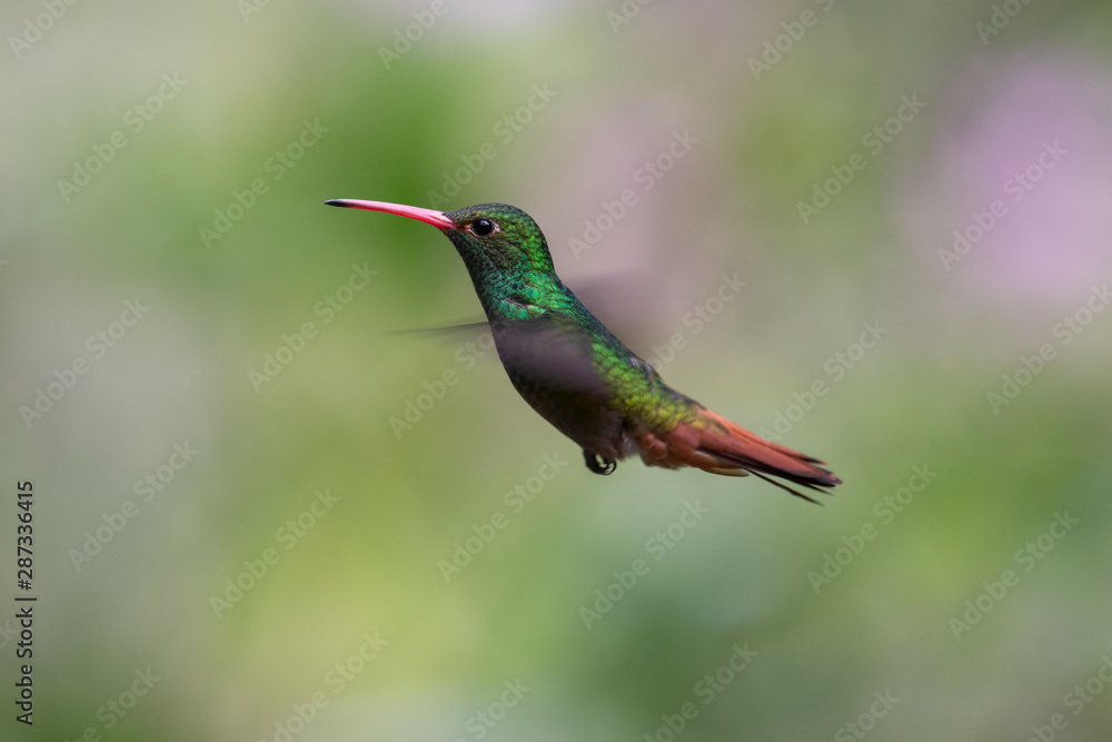 Obraz premium Talamanca hummingbird or admirable hummingbird (Eugenes spectabilis) is a large hummingbird. The admirable hummingbird's range is Costa Rica to Panama