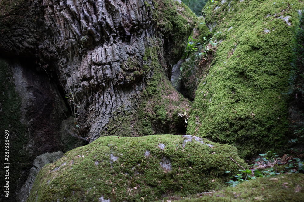 tronc et rochers