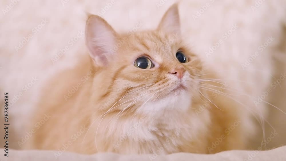 Cute ginger cat dozing on beige chair. Close up slow motion footage of fluffy pet. Cute ginger cat dozing on beige chair. Close up slow motion footage of fluffy pet.