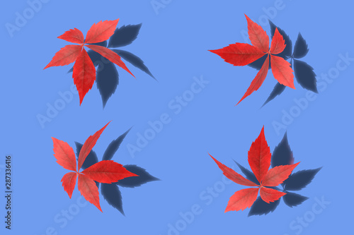 wild grape leaves with shadow isolated on blue background