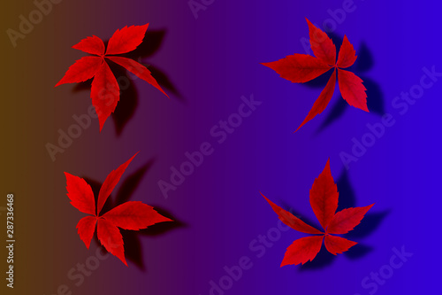 wild grape leaves with shadow isolated on gradient background