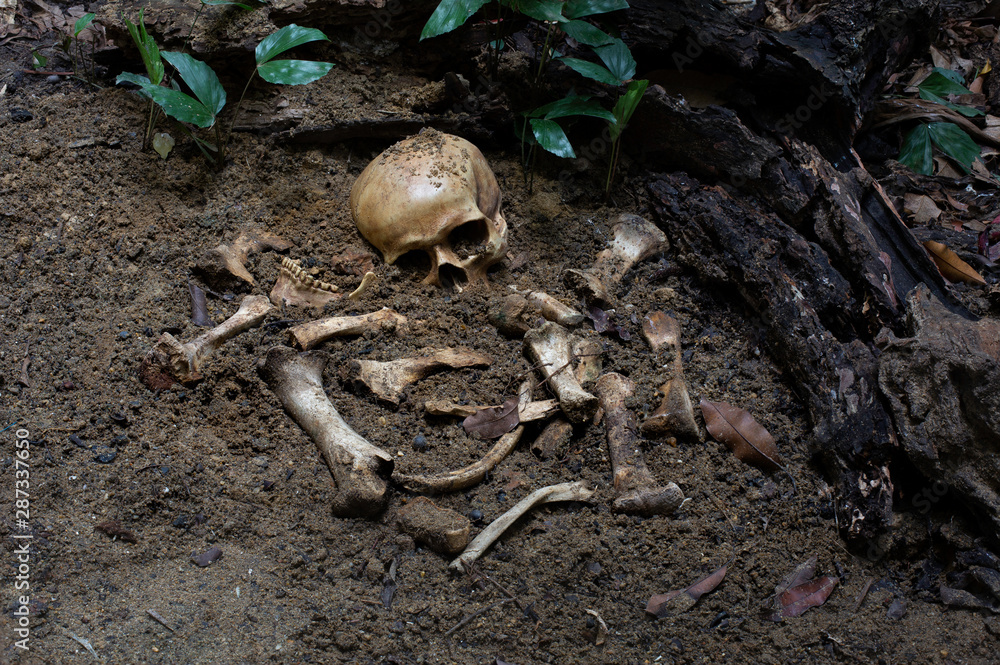 The skull and pile of bone in pit the old graveyard discover by dig in cemetery
