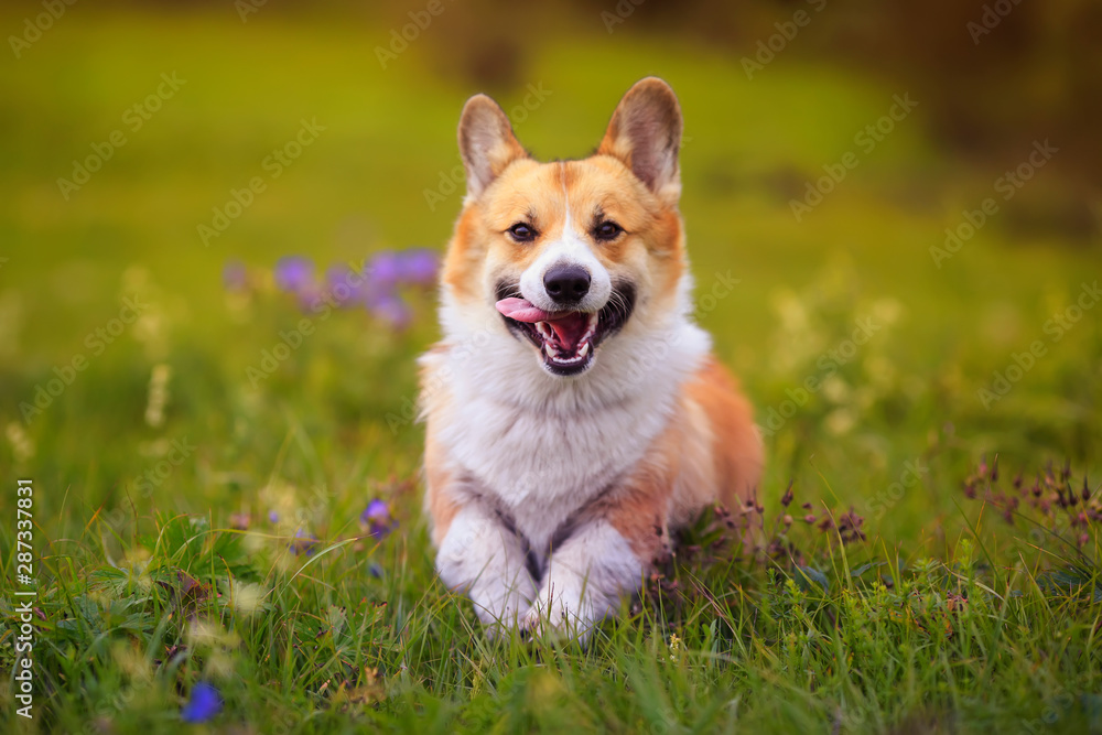 charming puppy dog Corgi runs merrily through the blooming green summer Sunny meadow sticking out his pink tongue charming puppy dog Corgi runs merrily through the blooming green summer Sunny meadow sticking out his pink tongue