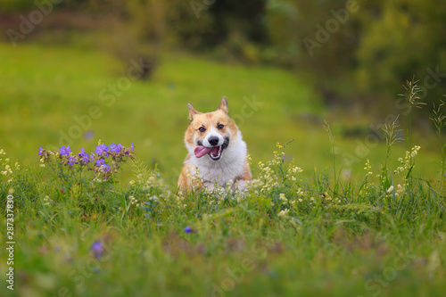 cute charming puppy dog Corgi runs merrily through the blooming summer Sunny ...