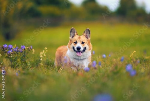 cute charming puppy dog Corgi fun walks through the blooming summer Sunny glade sticking out his pink tongue