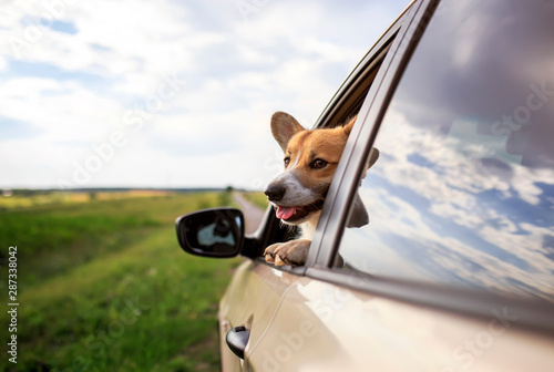 puppy dog red Corgi stuck his happy muzzle out of the car during the travel t...