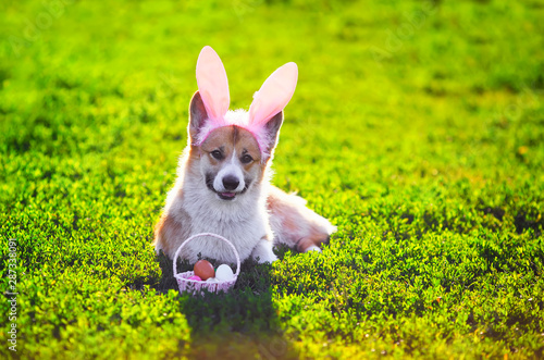 puppy dog red Corgi sitting in the grass in funny pink rabbit ears with a basket of bright colored eggs on Easter cards