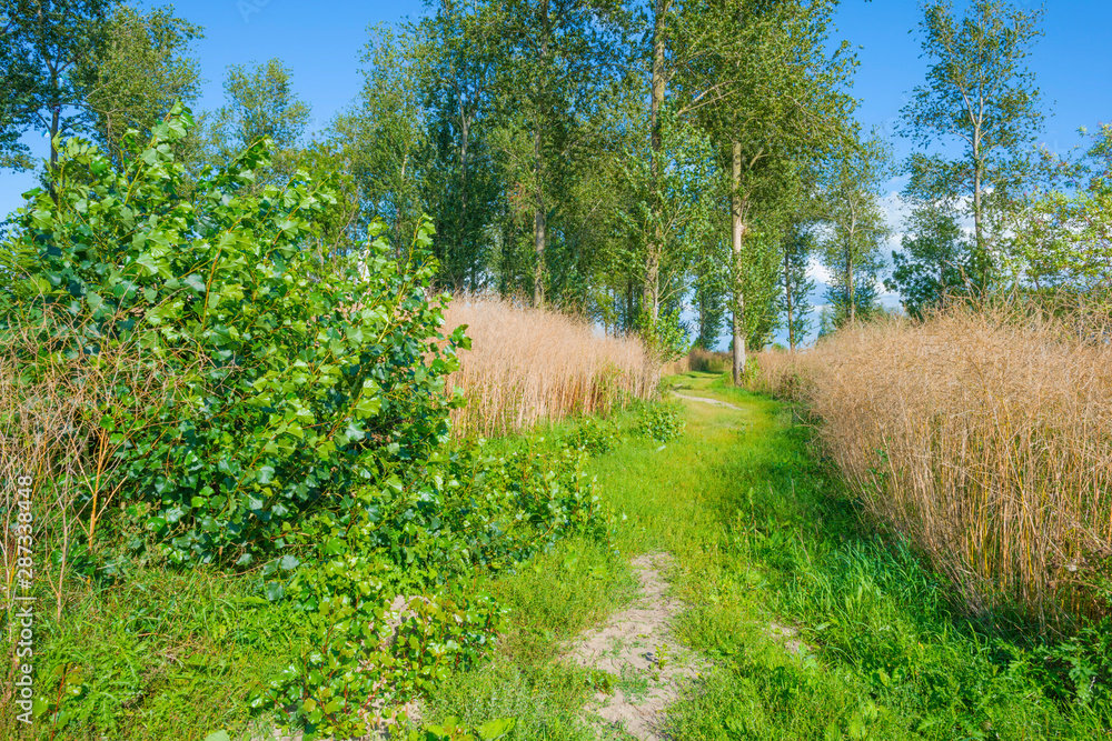 Forest below a blue cloudy sky in summer