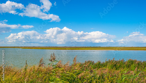 The edge of a pond with reed in a green grassy field below a cloudy blue sky in sunlight in summer © Naj